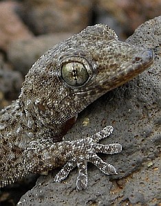 Tenerife Gecko - Tarentola delalandii © Teresa Farino